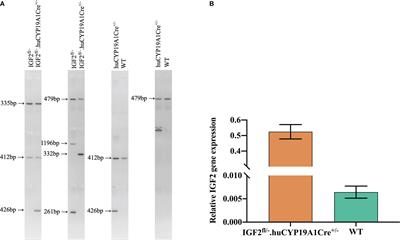 Frontiers Overexpression Of Igf Affects Mouse Weight And Glycolipid